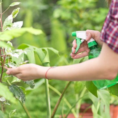 Cuidados de las Plantas